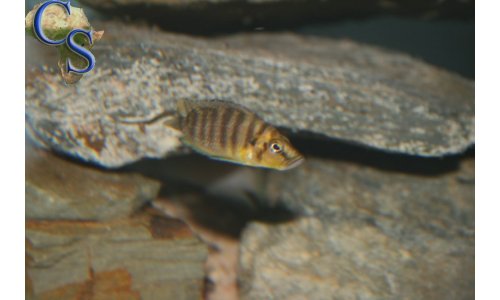 Altolamprologus compressiceps Goldkopf